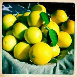 Meyer Lemons